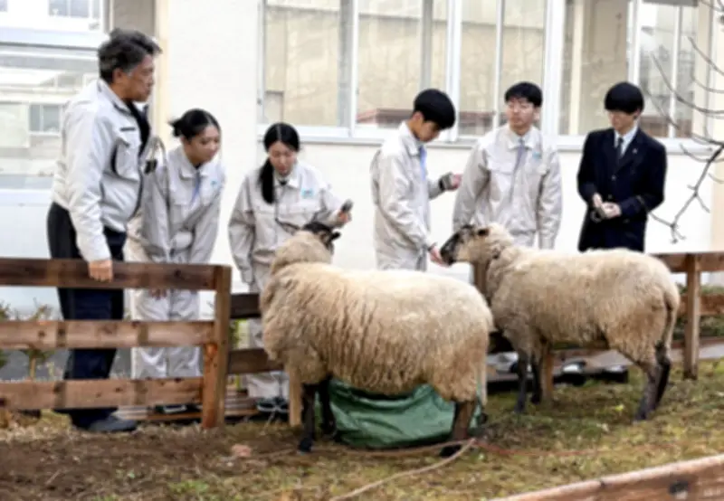 清陵情報高でヒつじ飼育プロジェクト、工業と商業の学び融合し学校の目玉に
