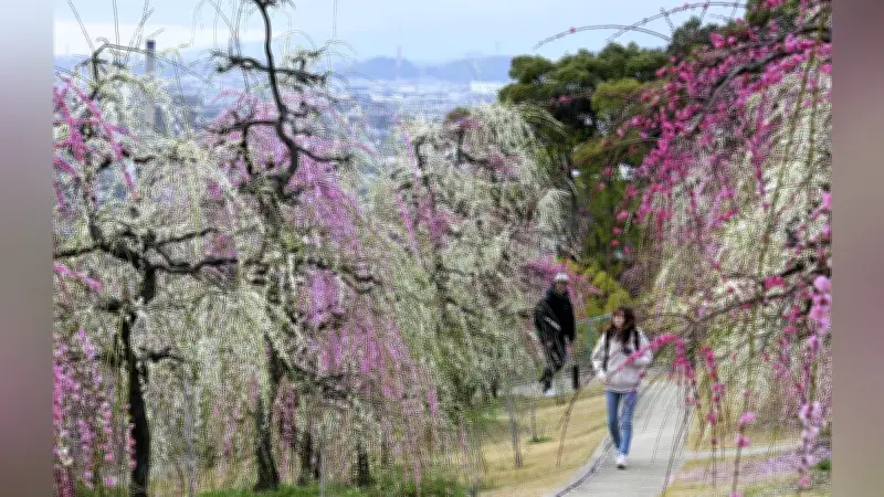 三室戸寺のしだれ梅が見頃 京都・宇治で春の訪れを告げる