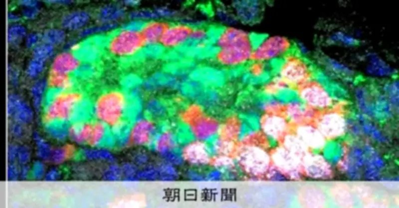 試験管内でマウスのミニ精巣作成に成功 大阪大など、ES細胞からオルガノイド作製
