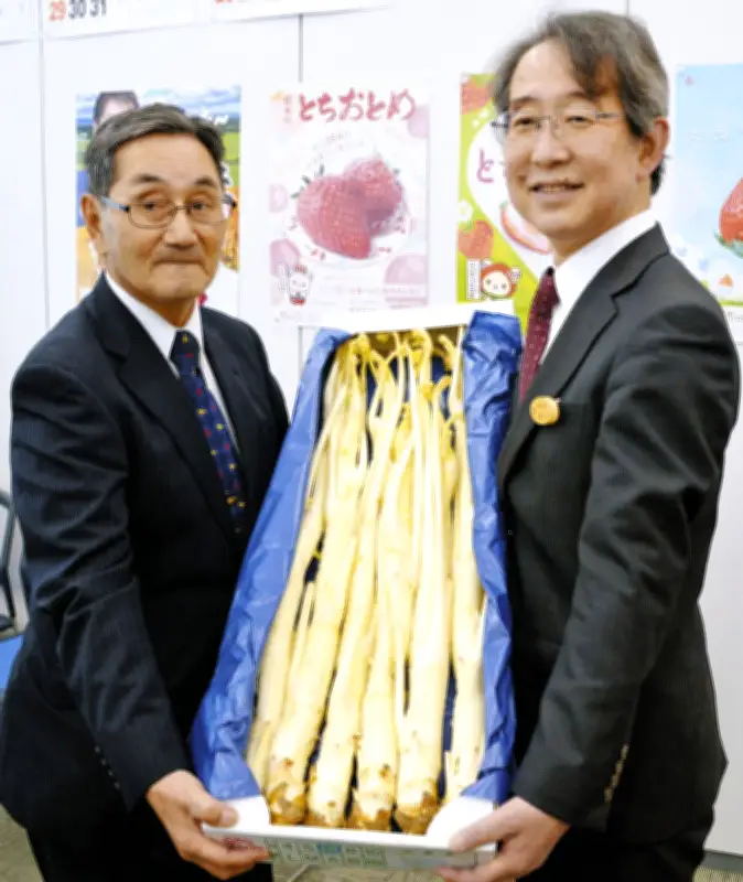 栃木JAなすの「春香うど」出荷開始 温暖化で生産に苦労も品質は良好