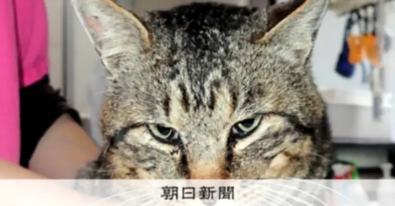 獣医師が生死をさまよったSFTS感染 ネコから人への感染防止へ正しい知識を