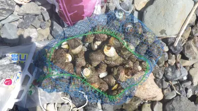 福井県敦賀市で密漁が急増、昨年142人摘発、県外からが6割を占める