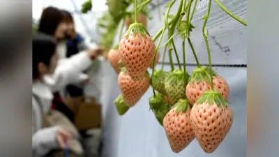 白いイチゴ「淡雪」が収穫期 鹿児島県志布志市発祥の人気品種