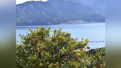 三重・尾鷲で甘夏収穫ワーケーション開催 日常離れて心身リセット