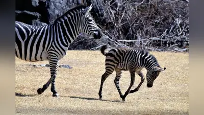 高知の動物公園でグラントシマウマの雄の赤ちゃん誕生、一般公開開始