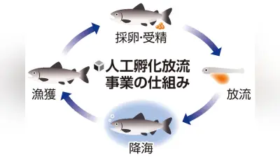 岩手県のサケ漁獲量が過去最低を更新、危機的状況に陥る