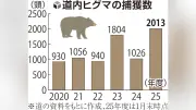 北海道でヒグマ捕獲数が過去最多を更新、2025年度速報値で2013頭に