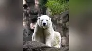 ホッキョクグマ「ゴーゴ」21歳で死亡、繁殖目的の移送中に麻酔薬投与後心停止