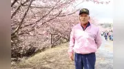 浜松の花川沿い、河津桜400本が咲き誇る 住民の植樹が20年で名所に