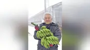 雪国福井で実現した「越前ばなな」の夢 63歳薬剤師が挑む熱帯果実の栽培革命