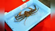 松葉ガニ水揚げ量が前年比66％増加、222トンを記録