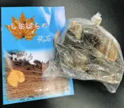 栃木で小学生姉妹が発見！世界最大級のセミ全身化石、土産用岩石から