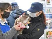 ネコ駅長さくらがバレンタインにチョコ配り　会津鉄道芦ノ牧温泉駅で駅員と共に利用者へ贈る