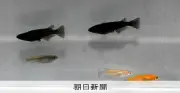 観賞メダカのルーツは関西・瀬戸内地域の野生メダカか 広島大など大規模ゲノム解析で判明