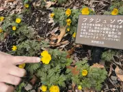 北区の自然観察園でフクジュソウが見ごろ 黄色い花が春の訪れを告げる