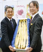 栃木JAなすの「春香うど」出荷開始 温暖化で生産に苦労も品質は良好