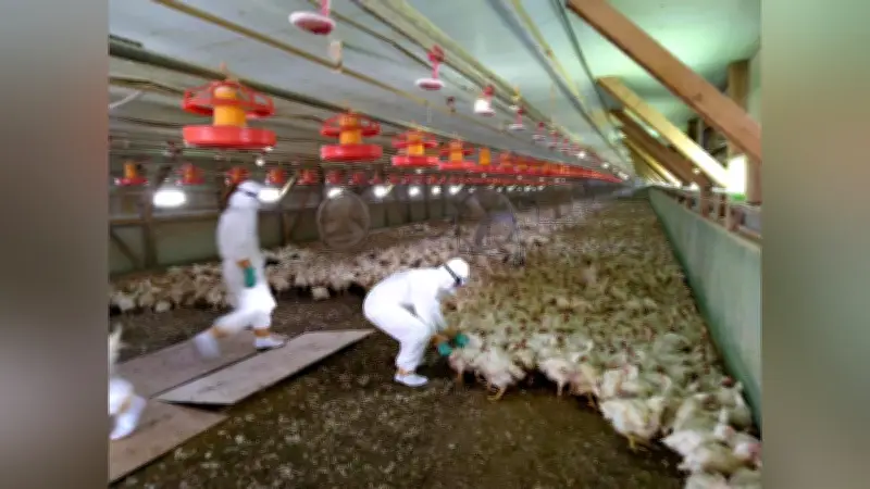 北海道安平町で鳥インフル感染確定、18万8000羽の殺処分開始 道は流通影響なしと説明