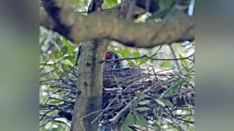 トキ絶滅危惧分類が1B類に引き下げ 佐渡で野生下抱卵を初確認