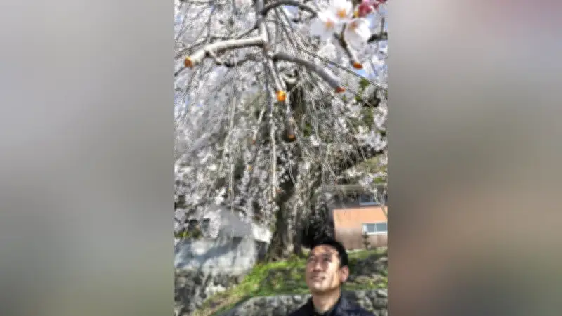 樹齢200年の市指定保存樹「大原大しだれ桜」、枝が10か所以上切り取られる被害