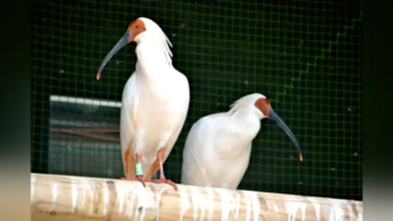 島根・出雲市で2027年6月にトキ放鳥決定 西日本初、最大20羽を稗原地区で