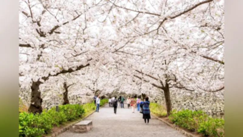 福岡城さくらまつりが25日開幕、約1000本の桜と歴史的建造物のライトアップで春を満喫