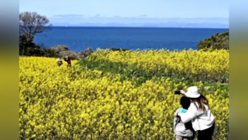 大分・豊後高田で菜の花2700万本が咲き誇る 海とのコントラストと夜間ライトアップで春を満喫