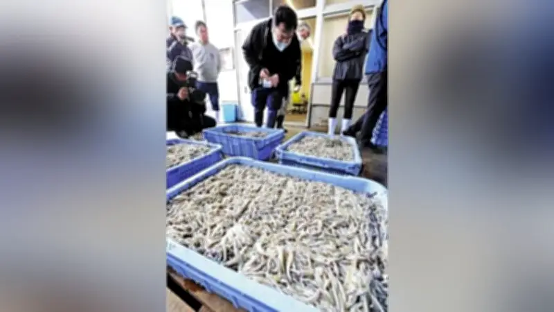 播磨灘のイカナゴ漁、3月17日解禁へ 大阪湾は3年連続自主休漁で資源保護