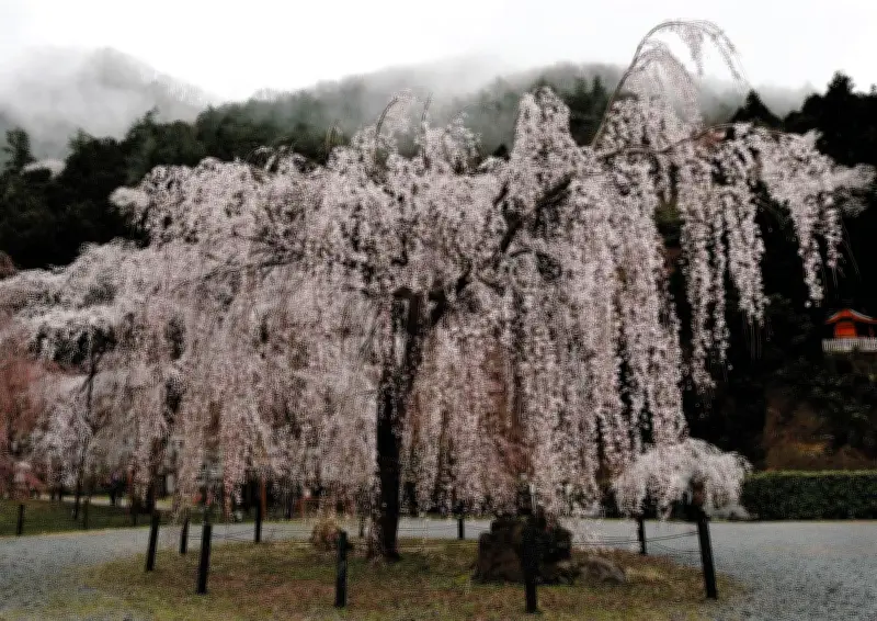 沖縄ラリーチャレンジで36台が快走、地域活性化に貢献
