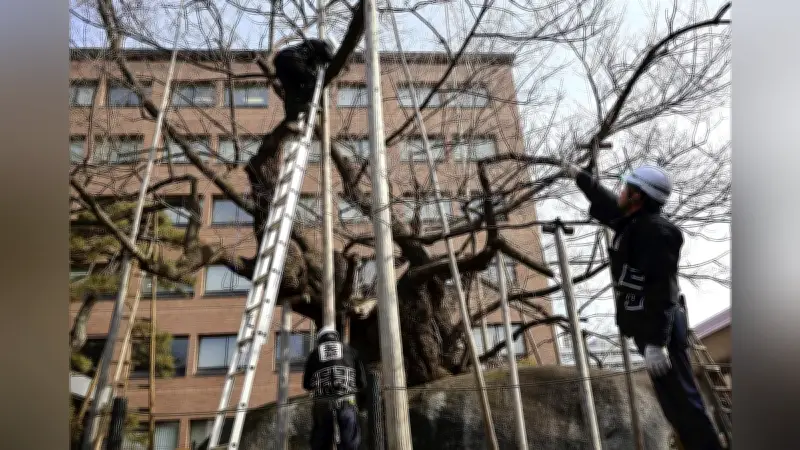盛岡の石割桜、雪囲い外しで春の訪れ準備　満開は4月17日予想