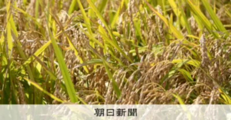 スーパーのコメ価格、5キロ3980円に下落　6カ月半ぶり3千円台に戻る