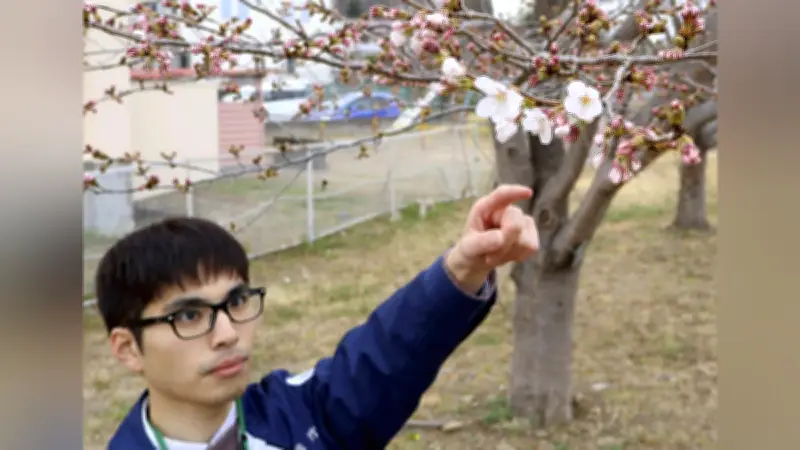水戸で桜が開花、平年より5日早く観測史上7番目の早さ