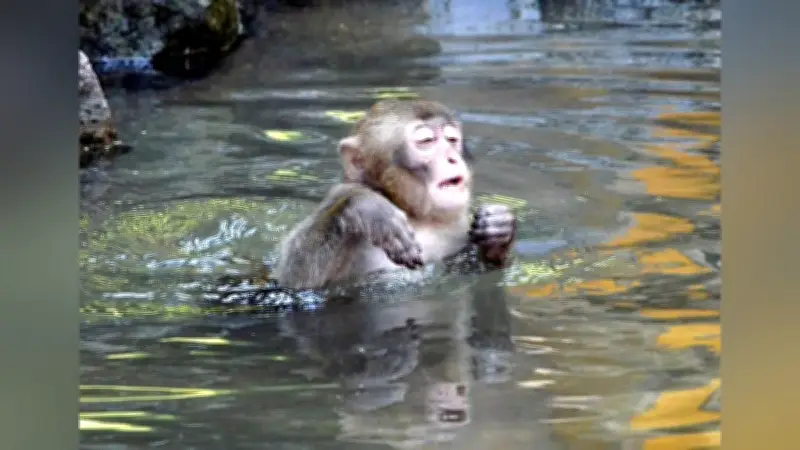 大分・高崎山のニホンザル、個体数が最少760匹に 6年連続で減少も給餌量は増やさず