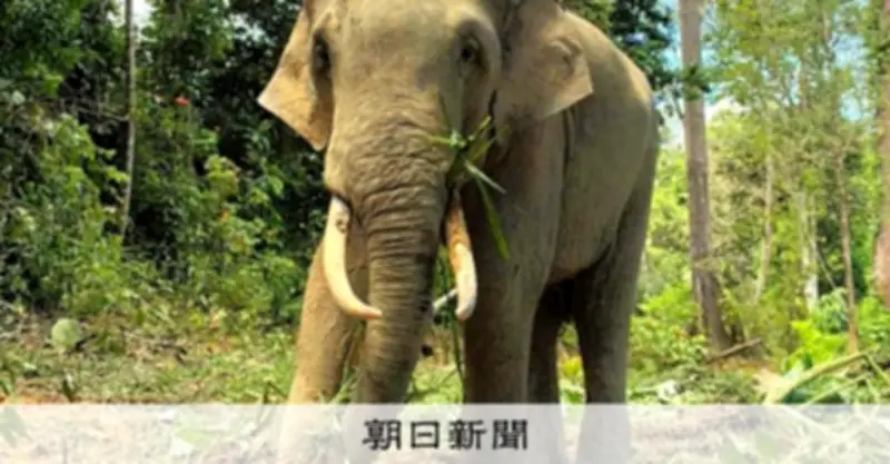 天王寺動物園、8年ぶりにゾウ復活 マレーシアからアジアゾウ3頭を迎え入れ4月公開へ
