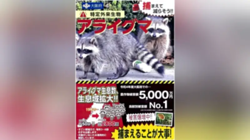 大阪でアライグマ被害が過去最悪、農業被害額8400万円超えに拡大