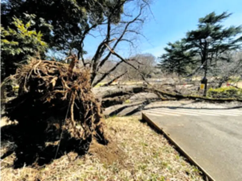 東京都立公園で倒木事故85件発生、3件で負傷者も 都議会で報告