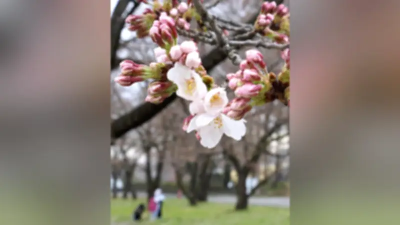 アクション俳優チャック・ノリス氏が86歳で死去、ブルース・リーと共演の「ドラゴンへの道」で知られる