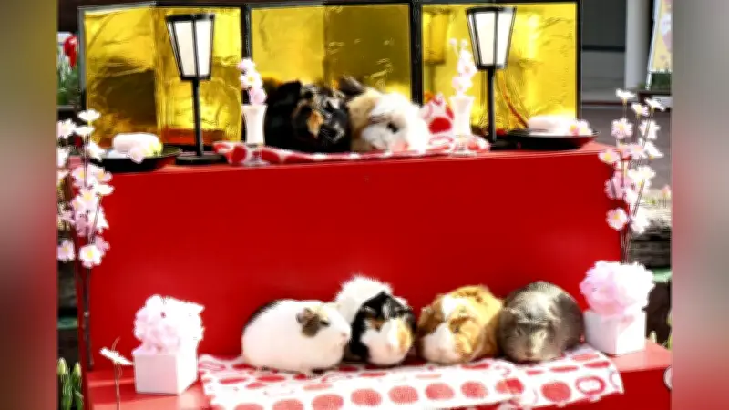 モルモットがひな人形に変身、池田動物園で癒やしのイベント開催