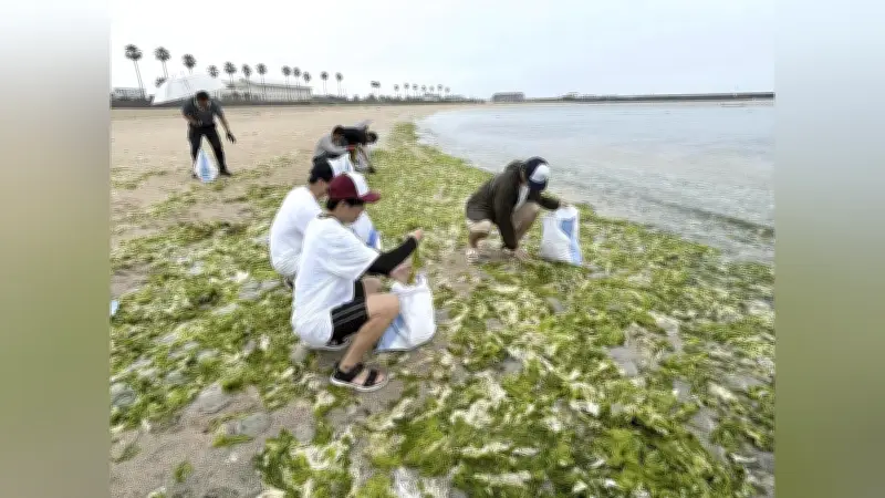 厄介なアオサを「資源」に変える泉南市の挑戦 大学・企業と連携し有用化学品を生成