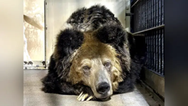 神戸市立王子動物園、ウマグマの「マー」が天国へ…３６歳の生涯に別れ