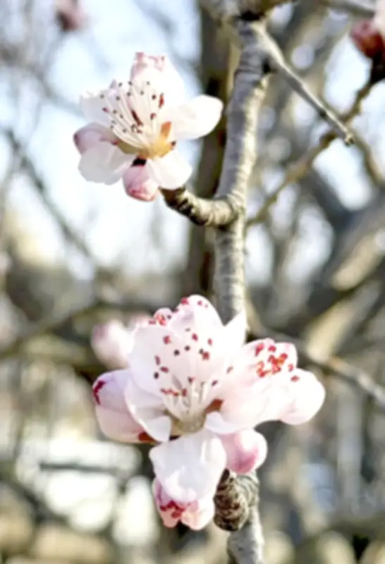 福島県の新たな観光戦略、復興のシンボルとしての魅力を世界に発信