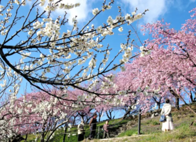 群馬・高崎で紅白梅と河津桜が共演 みさと梅まつりで春の訪れを満喫