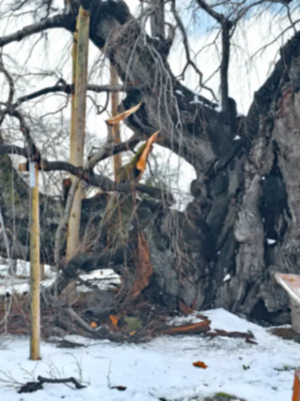 福島県で新たな観光ルート「ふくしま花街道」が開通、春の訪れを彩る