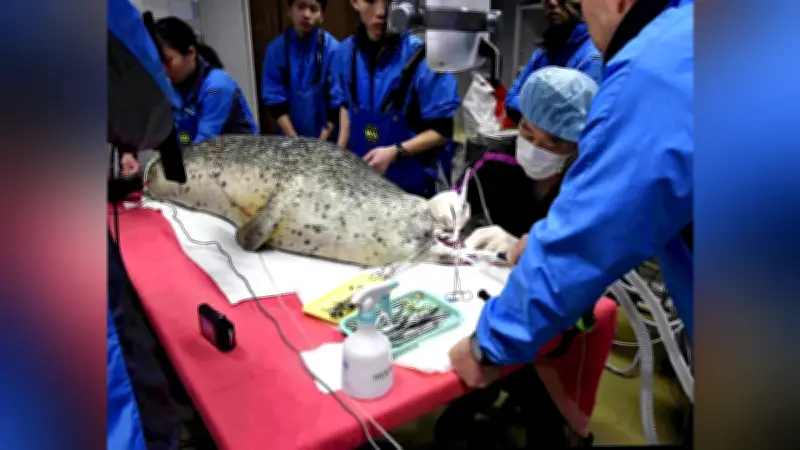 ゴマフアザラシ「みずき」の全身麻酔による抜歯治療が成功 秋田の水族館で前例ない手術