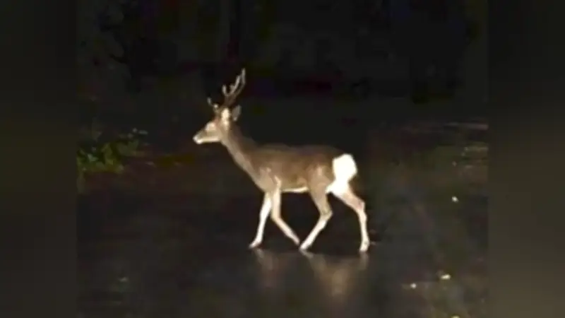 沖縄・やんばるでニホンジカ初確認、人為的持ち込みか…世界遺産の生態系に危機