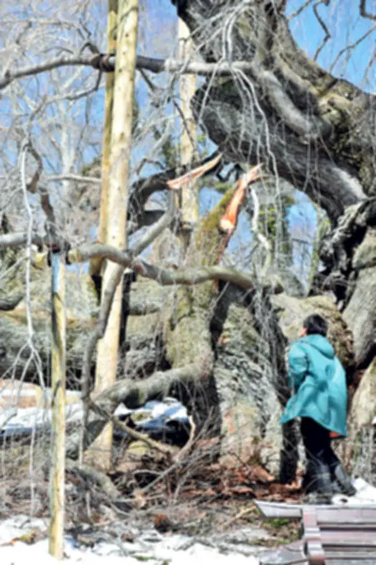 福島県いわき市で大規模な太陽光発電所が稼働開始、再生可能エネルギーの新たな拠点に