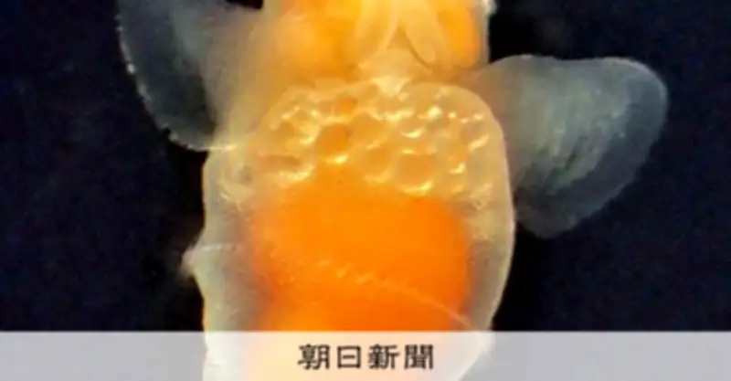 新種クリオネ「ニホンハダカカメガイ」命名 世界最小サイズで丸っこい体形が特徴