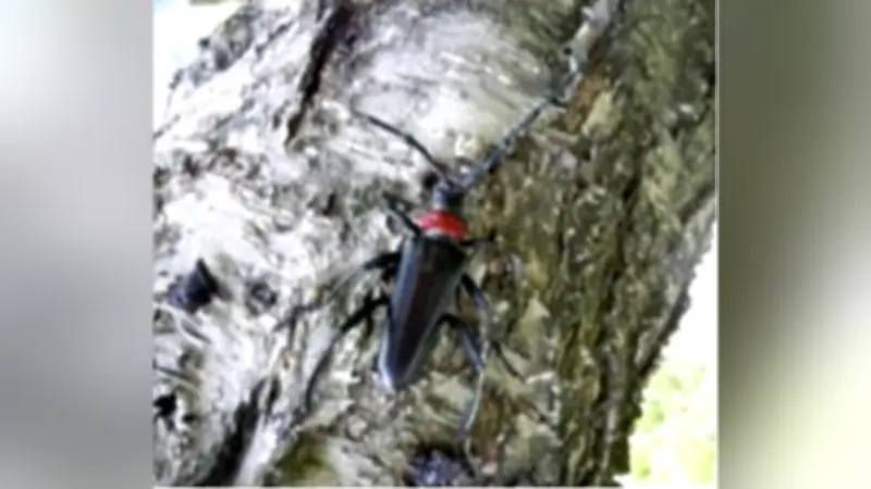 岐阜県でクビアカツヤカミキリによるサクラ被害を初確認、果樹園への拡大懸念で特殊報発表