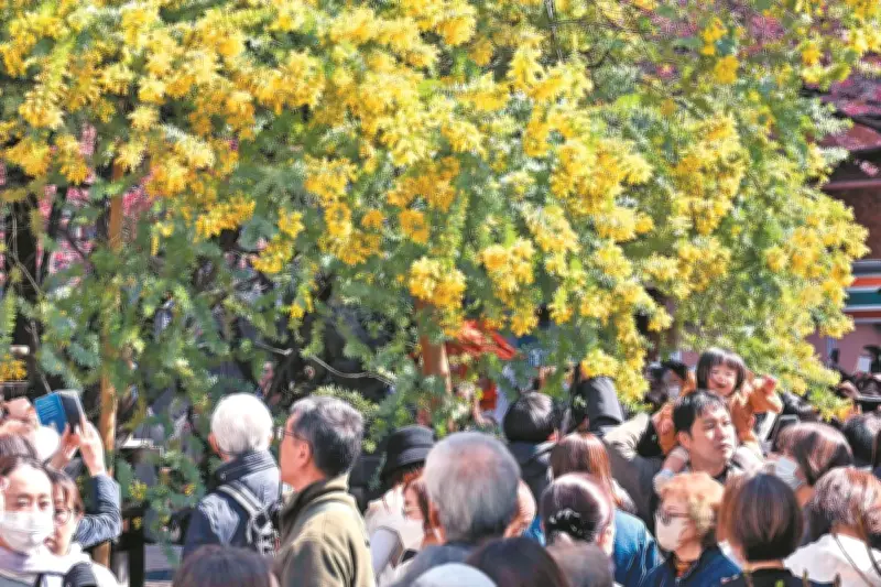 国際女性デーのシンボル「ミモザ」が蔵前神社で満開 台東区で春の訪れを告げる
