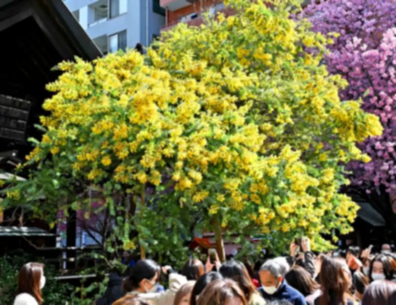 国際女性デーのシンボル、ミモザが蔵前神社で見頃を迎える