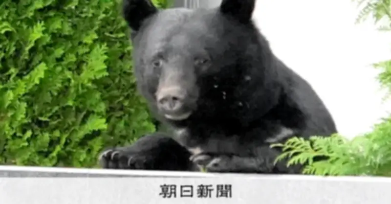 雪穴にはまった登山男性、中にいたクマに足をかまれる 岩手・宮古で軽傷